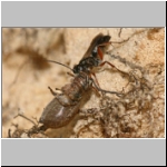 Agenioideus cinctellus - Wegwespe mit Spinne 01a - Sandgrube Niedringhaussee.jpg